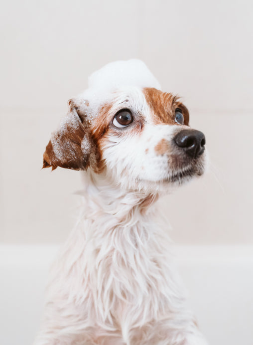 dog_002